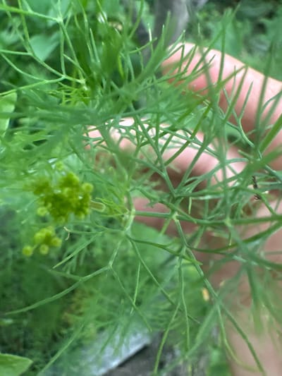This is a close-up, ground-level shot of lush green dill plants. A human hand, with visible fingers, is partially obscured by the feathery foliage, suggesting someone is interacting with or examining the plants. The background is a blur of green and brown, hinting at an outdoor garden setting. In the foreground, several clusters of small, green flower buds are visible on the dill plants. There is no indication of a specific location within the city of Myrza-Ake, Kyrgyzstan.