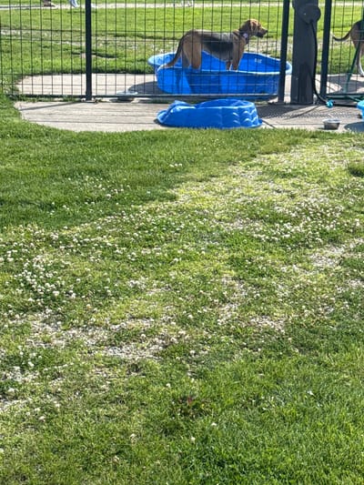 This is a full-frame, eye-level, outdoor, medium shot image of a dog park in Glenview, Illinois, USA. The park features a patch of green grass with scattered white clover flowers, leading to a paved area with a black chain-link fence. Behind the fence, a tan and brown dog stands in a blue kiddie pool filled with water. Another blue kiddie pool is empty and placed on the paved surface. A silver dog bowl is visible on the pavement near the empty pool. A tall black pole with black hoses is also present behind the fence. The scene is illuminated by natural daylight.
