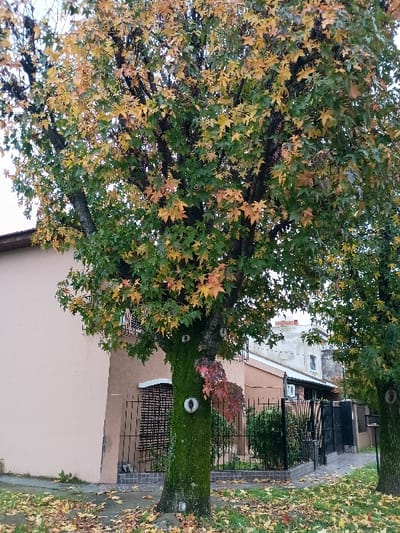 The image shows a large tree with green and yellow leaves in front of a two-story house in El Talar, Argentina (latitude: -34.47, longitude: -58.641). The tree trunk is covered in moss and has several white circles painted on it. The house is painted pale pink and has a black metal fence in front of it. The ground is covered in fallen leaves. The tree is in the foreground and the house is in the background. There are no people or other animals visible in the image.