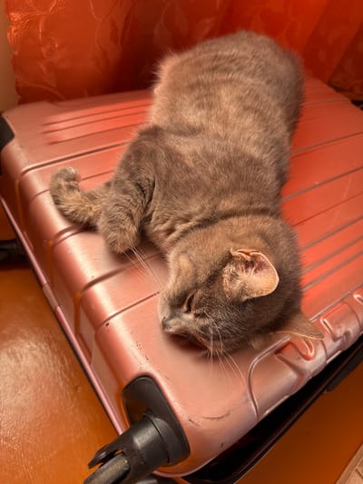 A grey tabby cat is sleeping on a rose gold suitcase. The cat is lying on its side, with its head resting on the suitcase. Its eyes are closed, and its fur is soft and fluffy. The suitcase is open, and the cat is curled up in the middle of it. The scene is dimly lit, suggesting it is nighttime or indoors. The background is a soft orange hue, possibly a blanket or cloth. The cat appears relaxed and comfortable. There is no visible text in the image. The overall mood is peaceful and serene.