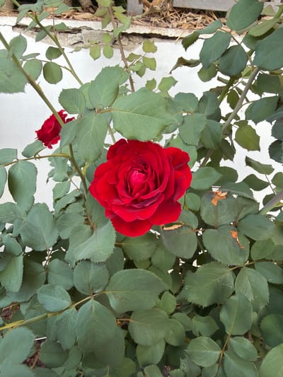 A close-up, eye-level shot captures a vibrant red rose bloom at the forefront, its petals tightly furled in the center and expanding outwards. The rose is nestled amongst a dense arrangement of deep green leaves. Some of the leaves display minor imperfections, such as dried brown edges, suggesting the plant is outdoors. A blurred white wall forms the background, with a section of cracked concrete structure visible above it. The scene appears to be situated in a garden or outdoor space, possibly within the city of Gedera, Israel, given the context. No people or specific actions are depicted. The lighting is natural, casting soft shadows and highlighting the rich color of the rose.