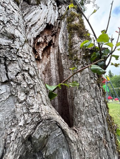 This is a close-up, low-angle shot of the gnarled, rough bark of an old tree. The tree has a large, hollowed-out section in its trunk, revealing the weathered wood inside. Several small, green leaves and branches are growing out of the tree. In the background, out of focus, is a grassy area with a children's playground, featuring red and green swings. The sky is overcast. The image is undated and no specific location in the city of Sis, Azerbaijan is provided.