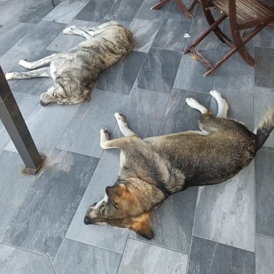 Two dogs are lying down on a grey tiled outdoor patio. One dog, which appears to be a wolf-like breed with grey and black stripes, is on the left side of the image, lying on its side with its legs splayed out. The second dog, which has brown, grey, and black fur with white paws, is on the right side of the image, lying on its back with its legs in the air. There is a dark metal post on the left edge of the image, and a wooden chair is partially visible in the upper right corner. The ground is tiled with large, grey, rectangular tiles. This scene appears to be located in Limani Litochorou, Greece.