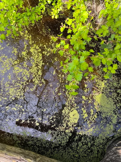 A high-angle shot depicts a narrow waterway, possibly a canal or ditch, near Sint Maartensvlotbrug, Netherlands. The water is dark and reflective, with visible tree silhouettes suggesting an overcast sky. Patches of bright green duckweed cover parts of the water's surface. Overhanging branches with fresh green leaves are present on the right and upper areas, casting shadows. A portion of a wooden structure is visible in the bottom left corner.