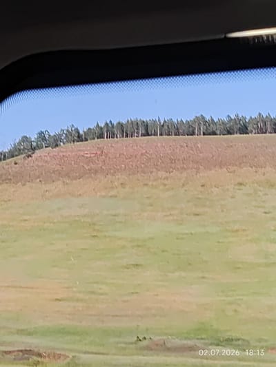The image depicts a landscape scene, likely taken from within a vehicle, as evidenced by the dark frame at the top which resembles a car's interior. The background features a clear blue sky above a line of trees planted along the crest of a hill. The hill itself is covered with vegetation, transitioning from a reddish-brown hue at the top to a predominantly green grassy area in the foreground. The ground appears uneven, with some patches of lighter colored soil or dry grass. There are no people or specific objects visible in the scene. The timestamp "02.07.2026 18:13" is overlaid on the bottom right of the image, suggesting the photograph was taken on July 2nd, 2026, at 6:13 PM. The location specified as Novolenino, Russia, does not appear to have any specific visual cues within the image to confirm or deny.