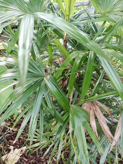 A lush assortment of green, fan-like palm leaves fills the frame, their slender segments radiating from central points. The leaves exhibit varied conditions, with some vibrant and healthy while others show signs of browning and decay. A few brown, decaying leaves are at the center bottom. The composition is dense and textural, giving a sense of depth.