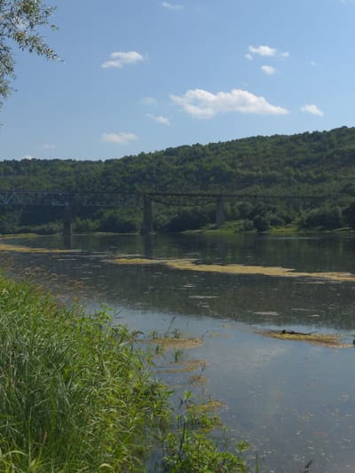A wide, calm river flows through a verdant landscape under a clear blue sky with scattered white clouds. In the background, a densely forested hill rises, its slopes covered in lush green trees. Spanning the river is a long, metallic railway bridge supported by several concrete piers. The water's surface is dappled with sunlight and shows patches of floating algae. The foreground is dominated by tall green grass and reeds growing along the riverbank. The scene depicts a tranquil natural environment with human infrastructure seamlessly integrated. The image was taken in Zalishchyky, Ukraine.
