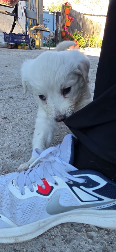 A fluffy white puppy is playfully interacting with a person's shoe and leg in what appears to be an outdoor, possibly rural, setting. The puppy's head is tilted, and it seems to be nibbling on the dark fabric of the person's clothing. The person is wearing a white athletic shoe with a silver Nike swoosh and red accents. The ground is a mixture of concrete and dirt. In the background, there are glimpses of wooden structures, a blue plastic crate, a chair, and some potted flowers, suggesting a yard or outdoor workspace. The lighting indicates it is daytime, likely sunny given the shadows. There is no visible text. The overall mood seems lighthearted and playful.
