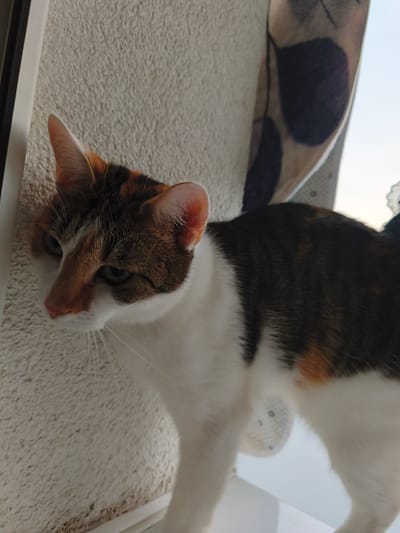A calico cat with white, black, and orange markings is positioned on a textured, light-colored surface, likely a wall, next to a window frame. The cat is facing left and looking downwards with its eyes open. The background includes a window with a curtain featuring a dark, circular pattern. The lighting suggests an outdoor environment, possibly during the day. The location is identified as Most, Czechia.