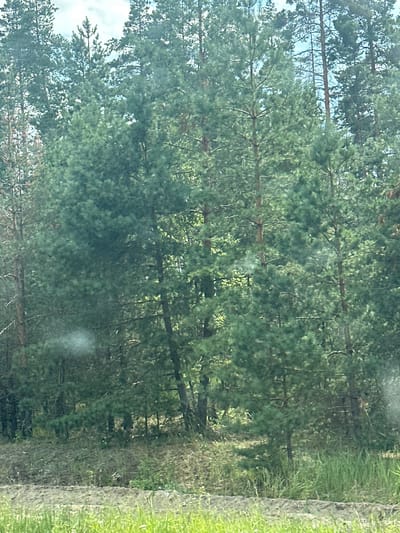 A dense forest of coniferous trees dominates the image, with tall pine trees forming the primary canopy. The trees are closely spaced, creating a thick, green wall of foliage. Sunlight filters through the branches, casting dappled shadows on the forest floor. The ground is covered with a mixture of dry leaves, pine needles, and sparse undergrowth. In the foreground, a patch of tall, green grass grows along a textured, uneven surface that appears to be a dirt path or road. The overall impression is of a natural, undeveloped area within or on the outskirts of a city.