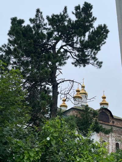 A pine tree with dark green needles is in the foreground, its branches spread wide against a pale, overcast sky. Behind the tree, the golden domes of an Orthodox church rise above the foliage. The church has a weathered brick facade with white architectural details. Lush green bushes and leaves are visible in the lower portion of the image. The scene appears to be in Кстинино, Russia.