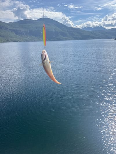 A small fish, its body a pale pink and yellow, is suspended in the air, hooked on a fishing lure that is red and yellow. The fish's mouth is slightly open, and its eye is visible. Behind the fish, a vast expanse of deep blue water stretches out, its surface rippled and reflecting the bright sunlight, creating a shimmering effect. In the distance, a mountainous landscape dominates the background. The mountains are covered in lush green vegetation, with streaks of lighter color suggesting either terrain variations or perhaps some remnants of snow. The sky above is a vibrant blue, dotted with fluffy white clouds, some of which appear to be towering cumulus formations, casting shadows on the mountains. A thin fishing line is visible extending from the left side of the frame, suggesting the fish has just been caught. The overall scene evokes a sense of a bright, sunny day, likely late morning or early afternoon given the intensity of the sun's reflection on the water. The location appears to be a serene, natural setting, possibly a fjord or a large lake in a mountainous region, consistent with Inndyr, Norway. The image captures a moment of successful fishing in a picturesque natural environment. No text is visible in the image.