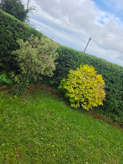 This image captures an outdoor landscape in Shotton, United Kingdom, primarily consisting of natural vegetation and utility infrastructure under an overcast sky. The foreground features a vibrant green lawn composed of various grass species, intermingled with small white flowers. Ascending from the lawn, a dense, dark green hedge creates a prominent horizontal boundary across the mid-ground. In front of this hedge are two distinct shrubs: the left shrub displays variegated green and white foliage with subtle pinkish undertones, while the right shrub is a compact, rounded specimen with bright yellow-green leaves and small white floral clusters. The ground beneath these shrubs shows areas of darker green groundcover and patches of brown organic material. The upper portion of the frame is occupied by a cloudy sky, revealing limited sections of blue. A weathered wooden utility pole, positioned in the upper right, supports multiple dark wires that extend diagonally across the sky. No individuals, animals, or explicit actions are visible within the scene.