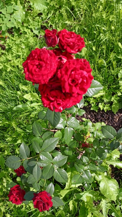In an outdoor setting with abundant green foliage, a cluster of deep red roses takes center stage, some in full bloom and others appearing as buds. The roses are interspersed with various green leaves and stems, suggesting a garden or natural environment. The background consists of more lush greenery, with some patches of dark soil visible. The lighting indicates a bright day, casting subtle shadows. The scene is located in Dubovka, Russia, as indicated by the provided information.