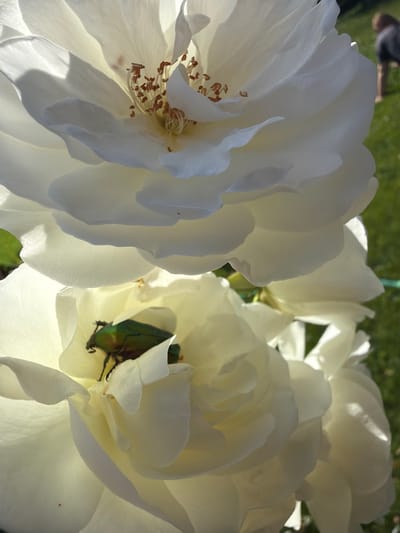 A close-up shot shows several white roses in bloom. A green beetle is nestled within the petals of one of the roses. The background is a blur of green, likely foliage. The location is not discernible from the image.