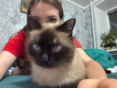 This is a close-up, upside-down selfie taken indoors. The primary subjects are a person and a Siamese cat. The person, whose face is partially visible at the bottom of the frame, has brown hair and is wearing makeup. They are wearing a red shirt. The cat, held by the person, is a Siamese breed with characteristic dark points on its face and ears, and striking blue eyes. The cat's fur is light brown and tan.
The background suggests an indoor setting, possibly a home. The wall behind the person and cat has a marble-like pattern. To the left, a window or glass door is visible, reflecting greenery, suggesting the presence of plants or trees outside.
The cat is looking directly at the camera with wide, curious eyes. The person's expression is somewhat obscured, but their eyes are also looking towards the camera, implying they are taking the photo. The overall mood seems playful and intimate, common in selfies with pets. There is no visible text in the image. The lighting appears to be artificial indoor lighting. The orientation of the photo indicates it was taken with the camera held above the subjects, looking downwards, and then rotated.