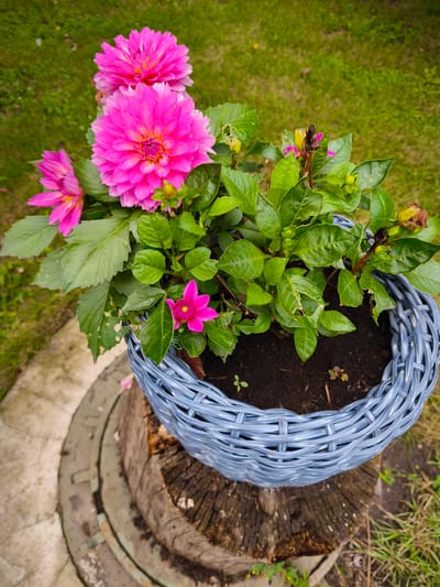 A close-up, high-angle shot shows a light blue wicker basket filled with dark soil, a green dahlia plant with several vibrant pink blossoms, and some wilting buds. The basket sits atop a thick, weathered tree stump, which is itself placed on a circular, stone-like structure with some moss. The background consists of out-of-focus green grass. No people are present in the image. The scene appears to be outdoors, likely in a garden or park. The precise location within Nevinnomyssk, Russia, cannot be determined from the visual information alone.