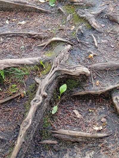 This is a close-up, eye-level photograph of exposed tree roots and the surrounding forest floor. The roots are thick, gnarled, and a dark, wet brown color, crisscrossing over the ground. Patches of bright green moss are visible in places, clinging to the roots and the dark, damp soil. The ground is covered with a thick layer of fallen pine needles, some dry and brown, others darker and damp. Scattered amongst the needles are a few dry, fallen leaves. A small, bright green seedling with two leaves is growing up between the roots in the lower center of the frame. The overall impression is of a natural, wild, and somewhat damp environment. The location is identified as Svilė, Lithuania, implying a forest or woodland setting. There are no people or any actions depicted in the image.