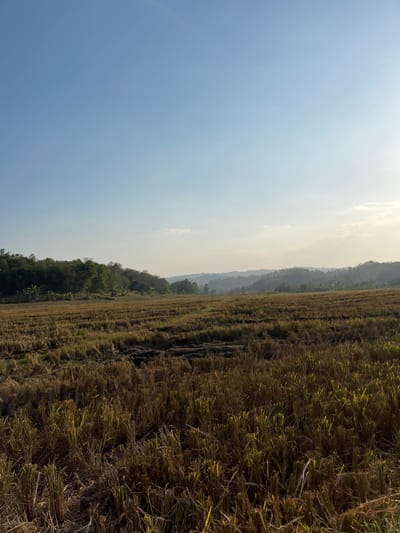 An open vista of a harvested rice field under a clear blue sky. The field is covered in the stubble of cut rice stalks, a dry, golden-brown carpet stretching towards a distant line of lush green trees. Beyond the trees, rolling hills fade into the hazy horizon, bathed in the soft light of either sunrise or sunset. The scene is serene, evoking a sense of rural tranquility. The location is specified as Nganjungganjung, Indonesia. There are no people or animals visible in the image.