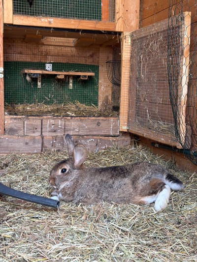 This media file shows a rabbit in an outdoor enclosure. The enclosure appears to be made of wood and wire mesh, with bedding material such as hay. The rabbit is a brown and gray mix, with white markings on its hindquarters and paws. It is lying on its back in the hay, with its head turned to the side, looking towards the camera. The enclosure has a covered section with more hay, and an open area with a green matting on the floor. There are also some wooden structures and wire elements visible within the enclosure. The image is taken from a high angle, looking down into the enclosure. The lighting suggests it is daytime, and the presence of hay and an outdoor enclosure indicates a rural or semi-rural setting. The rabbit appears relaxed in its environment. There is no visible text in the image.