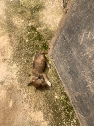 A young, light brown puppy with dark markings is lying on its side on a patchy concrete surface. The surface is partially covered with green moss and debris. To the right of the puppy is a large, weathered, dark brown wooden object, possibly a plank or beam, with visible scratch marks. The scene appears to be outdoors in a dusty, outdoor environment. The location is identified as Zhwarki Mile 10, Nigeria.