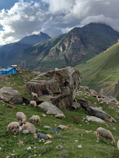 The image depicts a mountainous landscape in Gramphu, India, characterized by rugged terrain and a scattering of sheep. In the foreground, several sheep graze on a grassy slope dotted with rocks. A large, prominent boulder sits in the center, partially obscuring a flock of sheep grazing behind it. Further up the slope, a cluster of blue structures, possibly buildings or shelters, are visible, along with some utility poles and electrical wires. The background is dominated by towering green mountains, with some areas shrouded in clouds or mist. The sky above is a mix of bright clouds and patches of blue, suggesting dynamic weather conditions. The overall scene conveys a sense of remote, natural beauty with a hint of human presence in the form of the structures and the sheep.