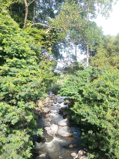 A rocky stream flows through a lush, green environment. Large boulders are visible within the rushing water. Dense foliage, including trees and shrubs, line both sides of the stream, creating a sense of enclosure. The scene is bathed in sunlight, highlighting the textures of the rocks and foliage. In the background, the tops of trees are seen against the sky, with the power line.