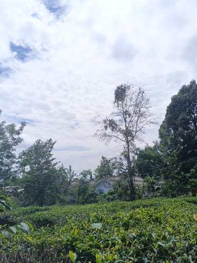 A vibrant green tea field stretches across the foreground, leading to a white building partially hidden by lush trees and foliage. Overhead, a cloudy sky fills the majority of the frame, hinting at a possibly overcast day. A tall, bare tree stands out amidst the other green trees and plants, its branches reaching towards the sky. The scenery evokes a serene and natural atmosphere.