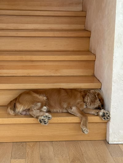 A medium-sized, tan-colored dog with floppy ears is sleeping on a wooden staircase in a residential setting. The dog is positioned on one of the lower steps, curled up with its head tucked in. The staircase is made of light-colored wood, and the wall to the right of the stairs is textured and off-white. The floor beneath the stairs is also wooden. The image appears to be taken indoors. There is no indication of the location being in the city of Мартемьяново, Russia.