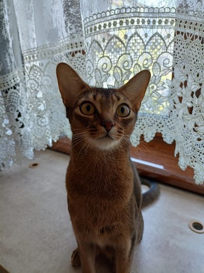 A young Abyssinian cat is sitting on a light-colored surface in front of a white lace curtain. The cat is looking directly at the camera with wide, yellow eyes. Its fur is a rich reddish-brown color with tabby markings. The cat's ears are large and pointed, and its whiskers are long and white. The lace curtain behind the cat is intricate and delicate, with a floral pattern. Sunlight is filtering through the curtain, creating a soft glow. The overall impression is one of a curious and alert animal in a domestic setting. The scene appears to be indoors, likely in a home, given the presence of the curtain and the cat. There is no visible text in the image. The time of day and weather are not explicitly indicated, but the lighting suggests it could be daytime.