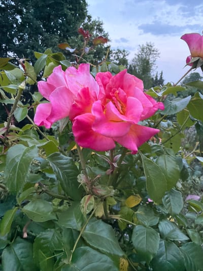 This is a medium shot, vertical, color photograph of a cluster of bright pink roses in bloom, situated in a garden. The roses are the primary subject, filling the majority of the frame. Their petals are a vibrant fuchsia, with some lighter pink and yellow hues visible towards the center of the largest bloom. The leaves are a deep green, lush and healthy, providing a contrast to the bright flowers. In the background, darker green foliage from trees and shrubs is visible, suggesting a garden setting. The sky above is a pale blue with scattered, wispy clouds, indicating it is likely late afternoon or early evening. The scene appears to be outdoors, in a natural setting, consistent with a garden within the city of Creußen, Germany. No people or animals are present in the frame, and no specific actions or interactions are depicted. The focus is solely on the floral subject.
