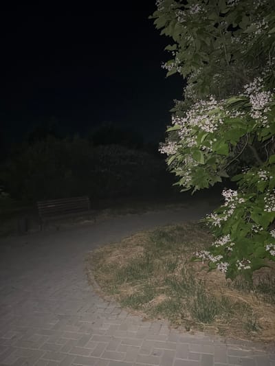 The image depicts an outdoor scene at night, possibly in Egorlykskaya, Russia. The foreground is dominated by a tree with lush green leaves and clusters of small white flowers, hanging over a dark area that appears to be a body of water or a densely vegetated area. To the right of the tree, a paved walkway made of light-colored bricks is visible. Adjacent to the walkway is a strip of dry, yellowish grass. Further down the walkway, a wooden bench is situated, suggesting a park or recreational area. The lighting in the image is dim, indicating it was taken after dark, likely with artificial light illuminating parts of the scene. The overall atmosphere is serene and peaceful, with the dark background contrasting with the illuminated flora and walkway. No people or text are visible in the image.