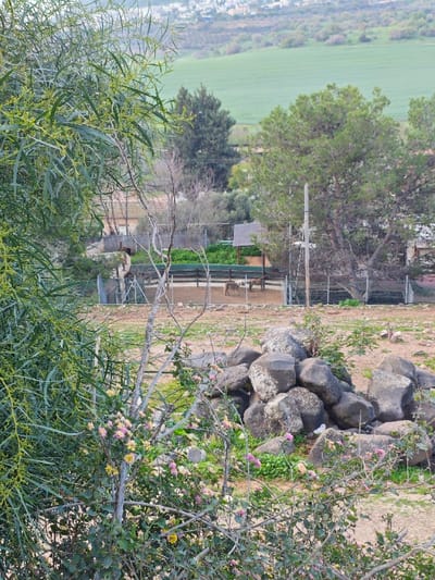 A natural landscape with a pile of gray rocks in the foreground, surrounded by blossoming shrubs with pink and yellow flowers. Beyond the rocks, a fenced enclosure houses a couple of donkeys. Tall green trees stand behind the enclosure, partially obscuring buildings. In the distant background, a green field meets a hazy horizon. A bushy tree occupies the left foreground, framing the scene.