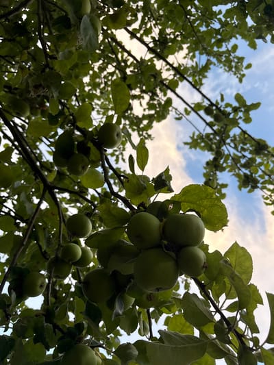 A low-angle shot captures a tree branch laden with unripe green apples against a backdrop of a cloudy sky. The leaves of the tree are a vibrant green, and the apples, varying in size, hang in clusters. The lighting suggests it is either early morning or late afternoon. The scene appears to be in an outdoor setting, possibly a garden or park, typical of Chelmsford, United Kingdom. There are no people or animals visible in the image. The image is a still photograph, with no actions or interactions depicted.