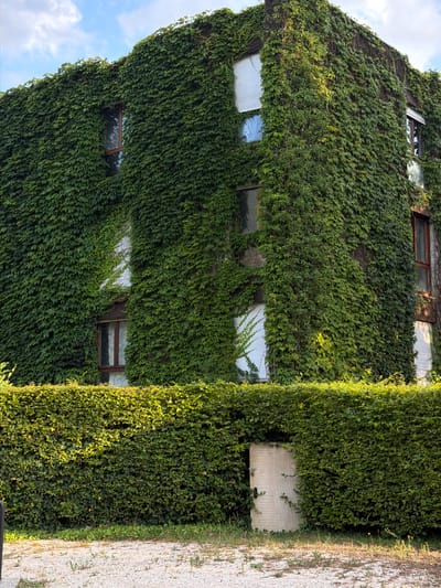 The image shows a building facade heavily covered in green ivy. Several rectangular windows are visible, some with wooden frames and others with reflective surfaces. To the right of the ivy-covered wall is a section of a lighter-colored building, also partially obscured by greenery. Further to the right, a gravel path with some sparse vegetation runs alongside the building. The sky visible at the top left is blue with scattered clouds. The lighting suggests it is daytime, likely late afternoon given the warm tones on the ivy. The scene conveys a sense of nature reclaiming an urban or semi-urban structure, creating a lush and somewhat overgrown aesthetic. There is no text visible in the image.
