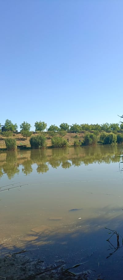 A wide-angle, full-shot photograph captures a tranquil scene of a riverbank lined with trees and reeds under a clear blue sky. The water reflects the lush greenery and the sky, creating a mirror image. Two fishing rods are set up on the bank, indicating a recreational activity. In the background, a few individuals can be seen fishing or enjoying the riverside. The environment appears to be a rural or semi-rural area, possibly near the city of Вилинское сельское поселение, Ukraine, given the vegetation and natural setting. The overall mood is peaceful and serene.