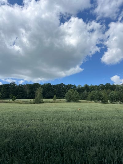 A wide shot captures a vast green field, possibly wheat or rye, stretching towards a dense line of trees that forms the horizon. The field is largely uniform in color and texture, with individual stalks of grain visible, particularly in the foreground where the lighting is dimmer. A lone deer, light brown in color, stands in the middle ground of the field, facing towards the right. Above the tree line, a bright blue sky is dotted with fluffy white clouds, some of which are large and dramatic, while others are smaller and more dispersed. The scene appears to be located in Karniowice, Poland, suggesting a rural or agricultural setting.