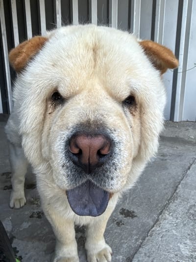 A fluffy cream-colored dog with tan ears stands on a concrete surface, facing the camera directly. Its head is close to the lens, obscuring its body from the chest down. The dog's tongue, which is a deep purple color, is hanging out of its mouth. In the background, a corrugated metal wall with vertical panels is visible, along with a black and white striped surface. The environment appears to be outdoors, possibly in a yard or alleyway. The image was taken in Brestovets, Bulgaria.