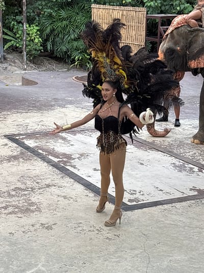 A person in a vibrant costume with large, dark feathers and gold accents is performing. The costume includes a leopard-print bodice with fringe, a feathered headpiece with yellow and black plumes, and large feather adornments on their back. They are wearing nude-colored pantyhose and high-heeled shoes. The performer has their left arm extended, palm facing upward, and is looking towards the camera with a smile.
Behind the performer, the trunk of an elephant is visible, draped in a patterned cloth. The elephant's skin is dark with some orange markings. To the left of the elephant, a bamboo structure is present, and behind that, lush green foliage.
The performance is taking place on a light-colored, textured surface that appears to be concrete or stone, with a dark, triangular metallic inlay. The lighting suggests it is daytime, and there are no immediate indicators of specific weather conditions. The scene has an exotic and festive atmosphere, possibly a cultural show or entertainment event. The location context of Nong Prue, Thailand, suggests a tropical environment. There is no visible text in the image.