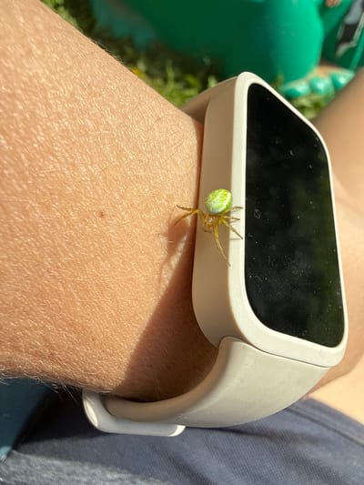 A small, bright green spider with yellow legs is perched on the bezel of a white smartwatch worn on a person's arm. The smartwatch has a black screen. The arm is covered in fine hairs and is illuminated by bright sunlight, casting a shadow. The background is blurred, showing hints of green grass and possibly a green object. The image was taken outdoors on a sunny day, likely in a natural setting given the grass. The location is identified as Дзержинец-83 Снт, Russia.
