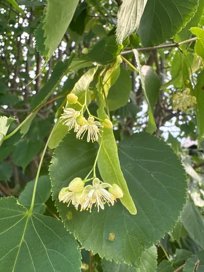 This media file captures a close-up view of blooming linden tree flowers and leaves, set against a backdrop of dappled sunlight filtering through the foliage. The subjects are the delicate, white and yellow flowers with prominent stamens, along with several unopened buds. The leaves are a vibrant green, some showing slightly serrated edges, and their veins are clearly visible. A light-colored, leaf-like bract is attached to the stem of the flowers, a characteristic feature of linden trees.
The scene appears to be a natural outdoor setting, likely a park, garden, or woodland area, given the abundance of greenery and natural light. The activity is the natural blooming of the flowers, suggesting a time during late spring or summer. The sunlight creates a bokeh effect in the background, with blurred circles of light indicating a sunny day. There are no people or specific objects other than the tree's natural elements. The overall mood is serene and natural. No text is visible in the image. The provided location context is Biczyce Dolne, Poland.