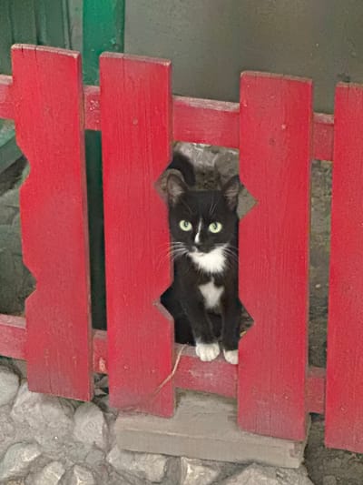 A black and white cat with green eyes is peeking through the slats of a red wooden bench. The cat is lying down, its head and front paws visible through an opening in the bench. The bench appears to be outdoors, as indicated by the natural stone wall in the background and the hints of greenery. The lighting suggests it could be daytime, though the exact time is not discernible. The cat's expression is alert, with its eyes wide open. There is no visible text in the image. The setting evokes a sense of a relaxed outdoor environment in Novopavlovka, Kyrgyzstan.