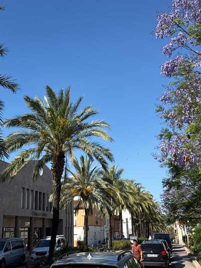 The image captures a scene in the city of l'Alcúdia de Crespins, Spain. The camera is pointed upwards, showcasing a clear blue sky partially framed by purple-flowered Jacaranda trees. Palm trees are positioned in the middle ground, adding to the urban environment. The "Casa Cultura" building is visible behind the palm trees. The street is lined with parked cars and the pavement with people walking.