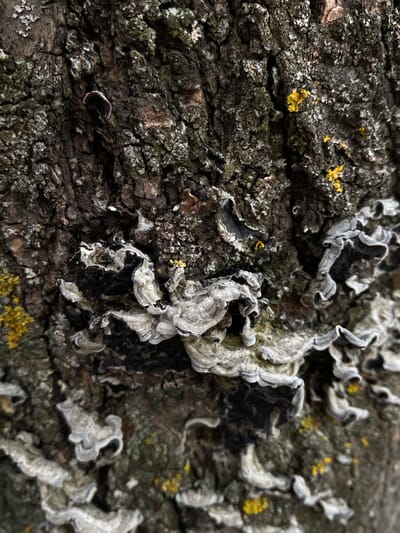 The image shows a close-up view of a tree trunk covered in various types of fungi and lichen. The bark is rough and textured, with patches of dark brown, gray, and green. Several shelf-like fungi, varying in size and color, are growing from the trunk. Some are dark with white, wavy edges, while others appear lighter gray and also have curled or ruffled surfaces. Small, bright yellow patches of lichen are scattered across the bark, providing a contrast to the darker tones. The image is taken in a natural outdoor setting, likely in a forest or park. The precise location within Cairaclia, Moldova, cannot be determined from the image alone.