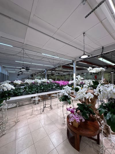 Rows of orchids in white and purple hues fill a long indoor space. The flowers are set in pots on decorative metal stands along the right side. A wooden table is placed among the orchids. The building has a high, white ceiling with suspended lighting fixtures and string lights. The floor is tiled and reflects light.