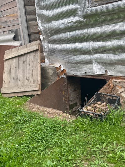 The image shows the exterior of a rustic structure, possibly a shed or cellar entrance, in Vereiki, Russia. The building's walls are made of rough-hewn logs and are partially covered with corrugated, reflective insulation material that is torn and peeling in places. A large, wooden, barn-style door is open, revealing a dark interior. To the right of the open doorway, a black plastic crate is filled with potatoes that have begun to sprout. The crate sits on a patch of overgrown grass and weeds. The ground in front of the structure is covered with dense green clover and other wild grasses. A metal ramp or slanted surface is visible between the open door and the crate, suggesting an entrance or access point. The overall scene suggests a rural, perhaps abandoned or infrequently used, outdoor location.