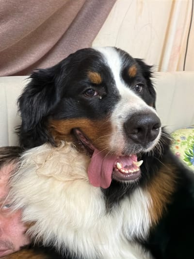 A Bernese Mountain Dog is shown lying down, partially obscuring a person's face. The dog's mouth is open, with its tongue hanging out and teeth visible. The background includes a textured curtain and a sofa with a floral-patterned cushion. The scene appears to be indoors, possibly in a residential setting. There is no discernible information to determine the location in the city of Чёрная, Russia.