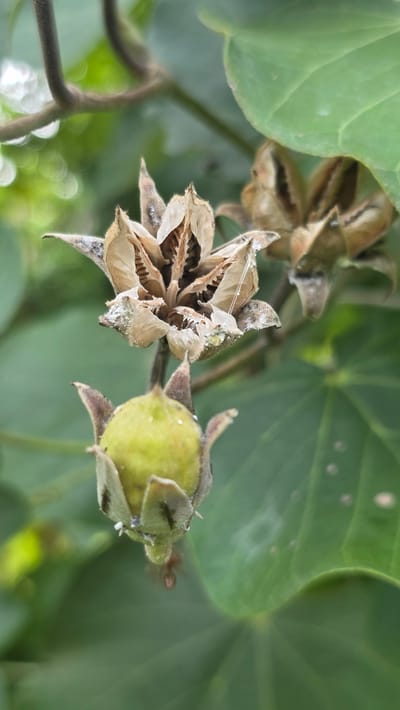 The image captures a close-up view of plant structures in an outdoor setting, possibly in Pante Aree, Indonesia. A dry, opened seed pod reveals dark seeds within. Adjacent to it is a round, green, unripe fruit or pod. Leaves in varying shades of green are visible in the background. The scene is bathed in natural light, with blurred bokeh patterns suggesting sunlight filtering through foliage. A thin branch is visible.