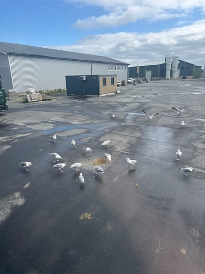 The image depicts an outdoor scene in the city of Lovund, Norway, likely an industrial or commercial area. A flock of seagulls is scattered across a wet, asphalt-like ground. The seagulls are predominantly white with grey wings and black markings. Some are standing, while others are captured in motion, either walking or in flight, with their wings spread. One seagull in the foreground is in mid-flight, facing the camera. In the background, there are several modern buildings with grey and green exteriors, some featuring large windows and industrial silos. A white car is parked near one of the buildings. The sky above is partly cloudy, with patches of blue visible. The overall impression is one of a functional, possibly coastal, environment populated by seabirds.