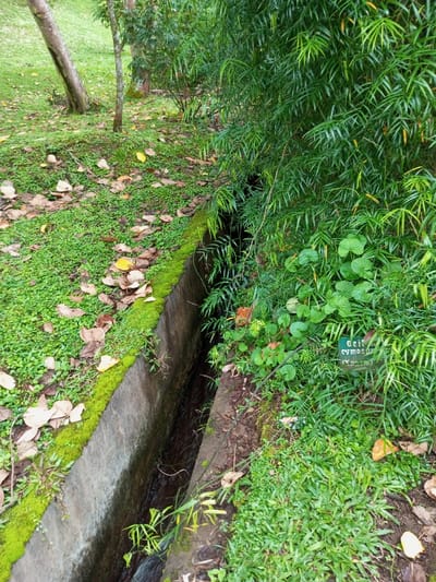 A narrow concrete drainage ditch cuts through a lush green landscape. Moss clings to the ditch's edges, flanked by short green grass and scattered leaves. Dense vegetation, including bamboo-like plants and broad-leafed ground cover, spills over the ditch. A small sign identifies a plant as "Geiton cymo-" (partially obscured). The scene evokes a tranquil, overgrown garden setting.